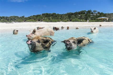 Swim with pigs nassau. Things To Know About Swim with pigs nassau. 